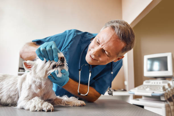 Best Emergency Tooth Extraction in American Fork, UT